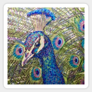 Bright Colourful Peacock Sticker